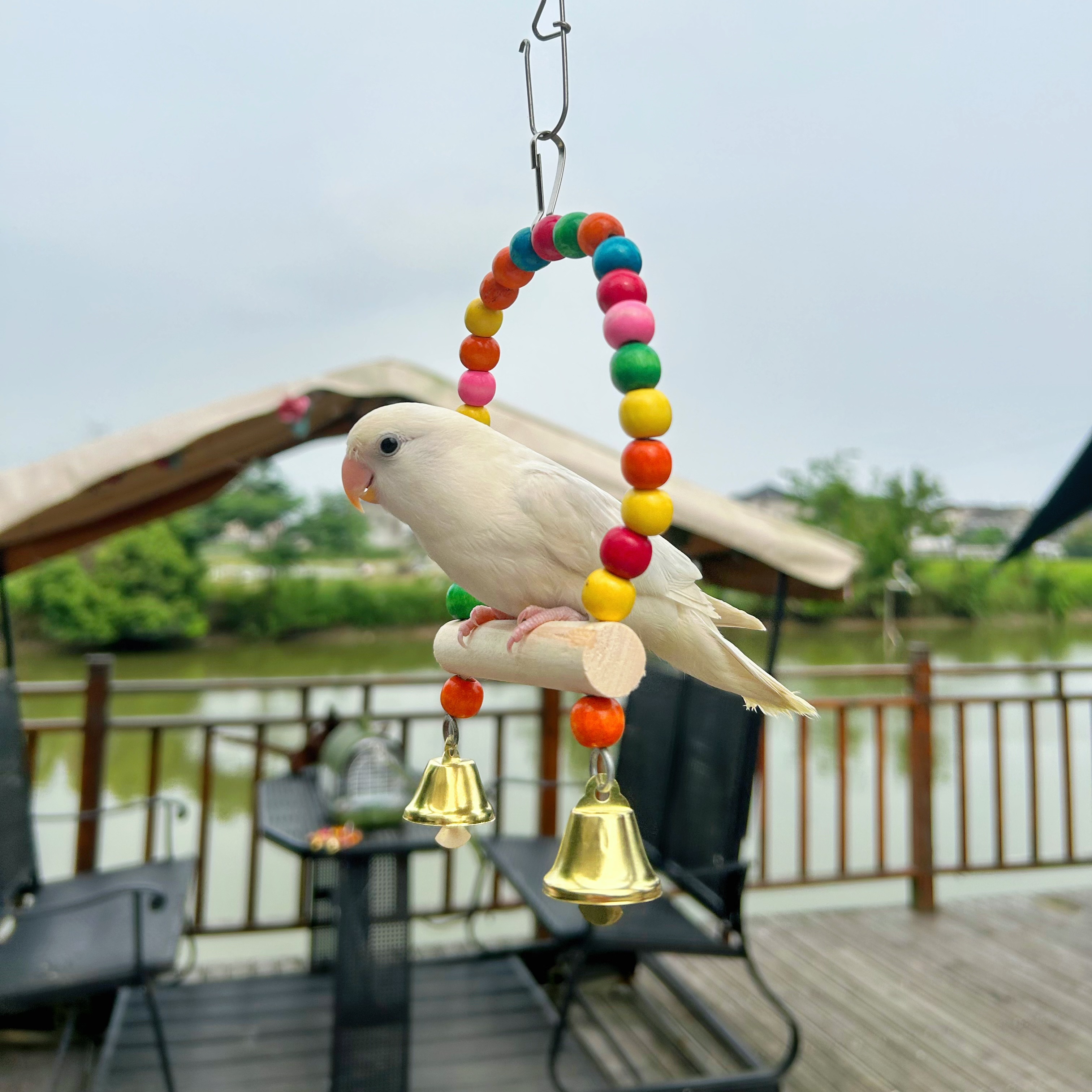 紫蓝鹦鹉手工制作鹦鹉玩具秋千摩天轮木站棍子