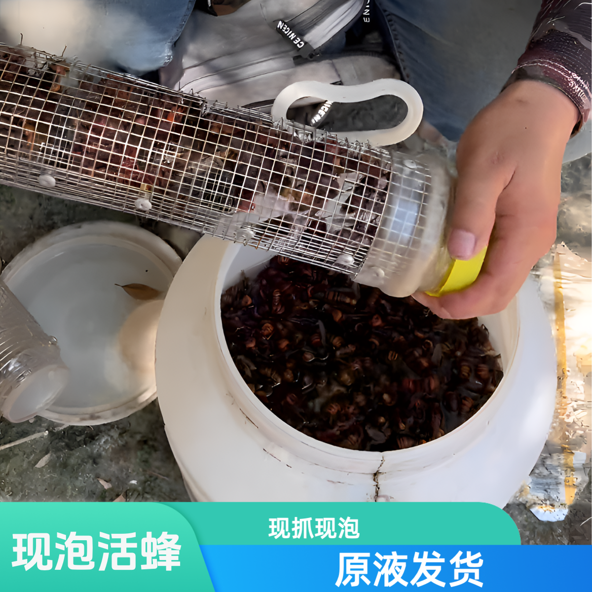 活蜂现泡原液发货