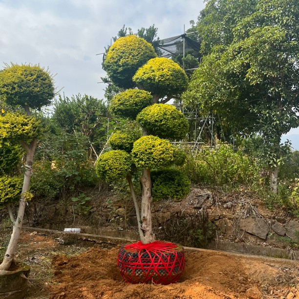 亮晶女贞造型微景观绿槙直播间一物一拍
