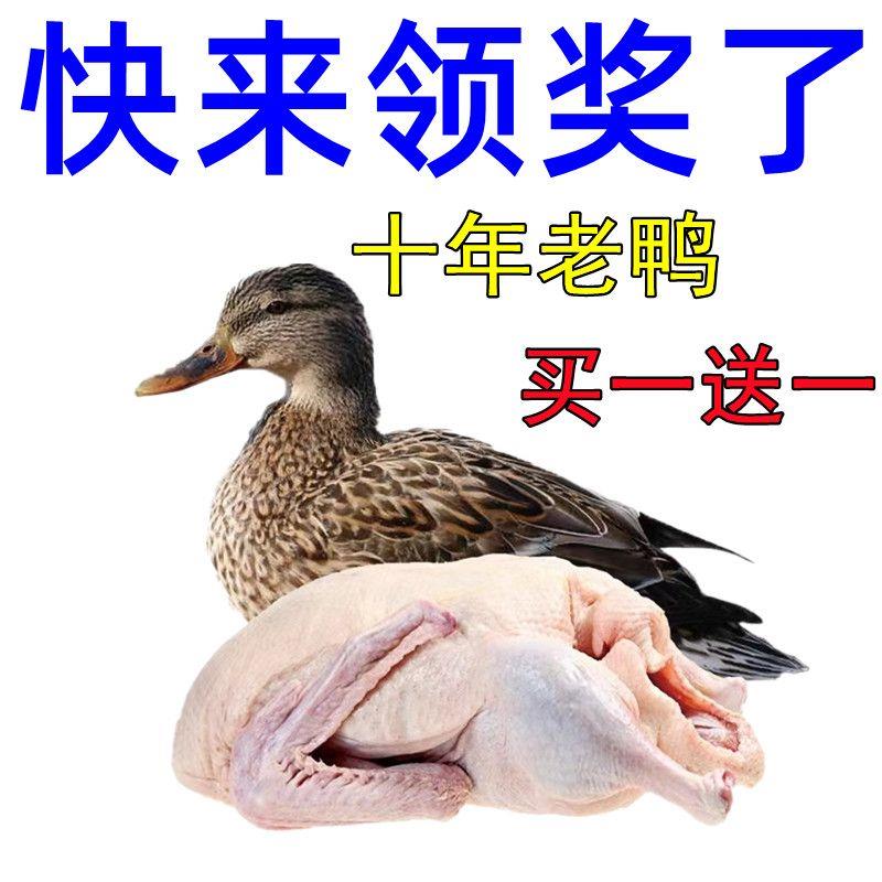 【5年老鸭】散养老鸭子土鸭水鸭麻鸭新鲜鸭子整只老鸭生鲜土鸭