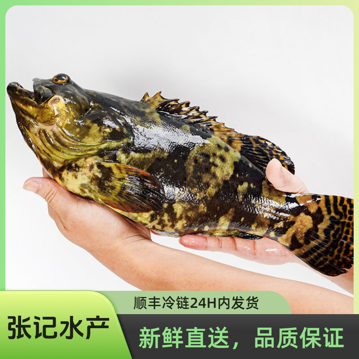 渤海湾冷水石斑鱼紧实细腻口感鲜甜活鱼装箱保鲜不保活顺丰包邮