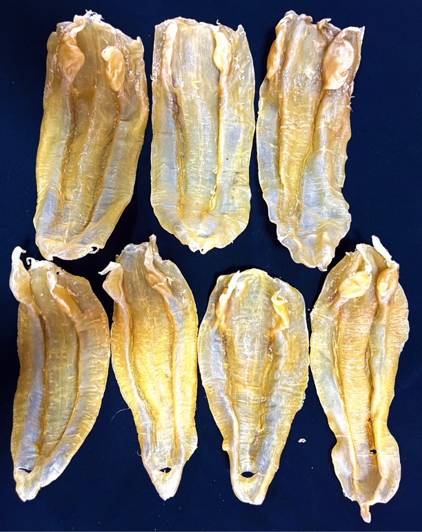 广东北海公胶 鱼胶干货