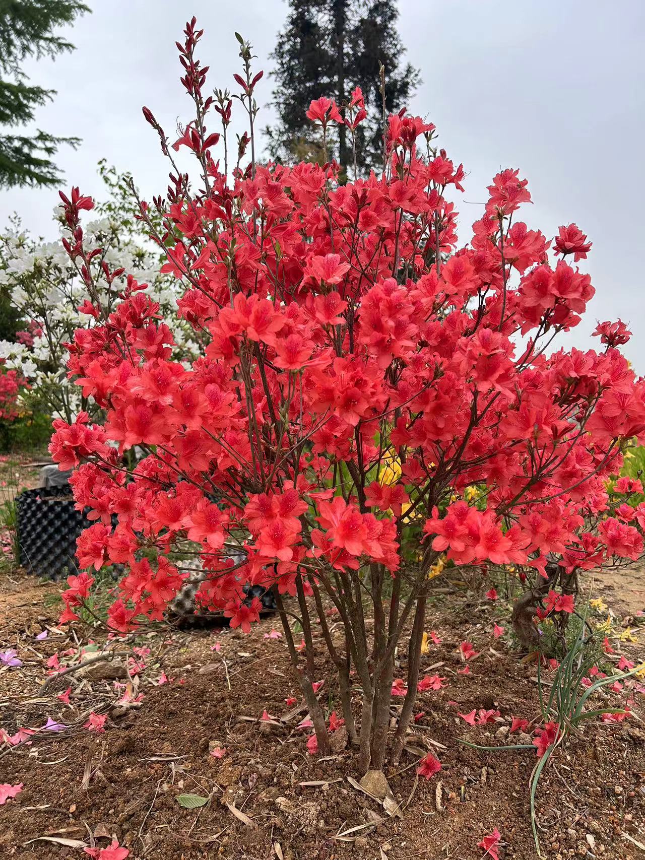大别山映山红花卉
