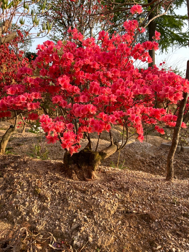 大别山映山红（有红有紫有白）