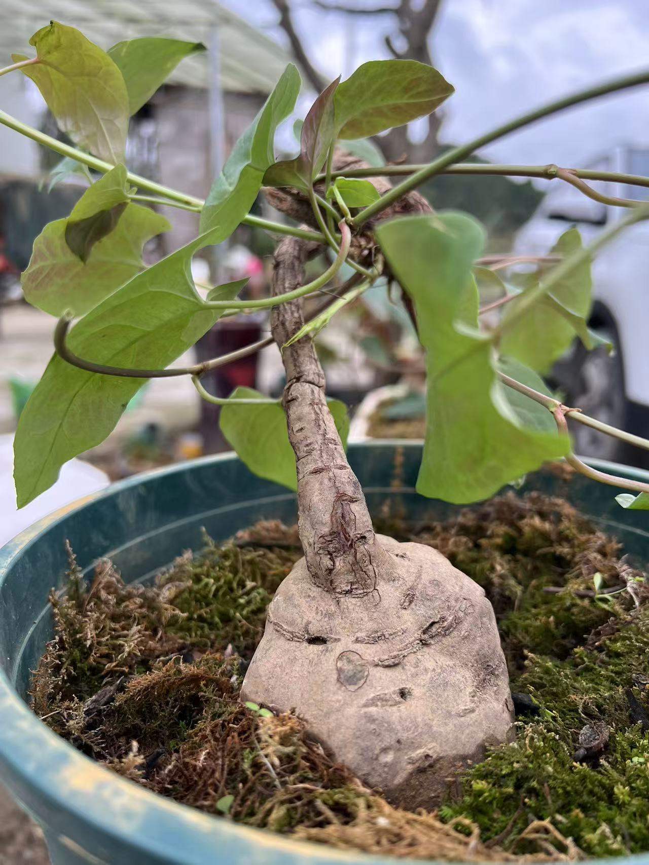 【贵州小娥土特产】绿植草本何首乌