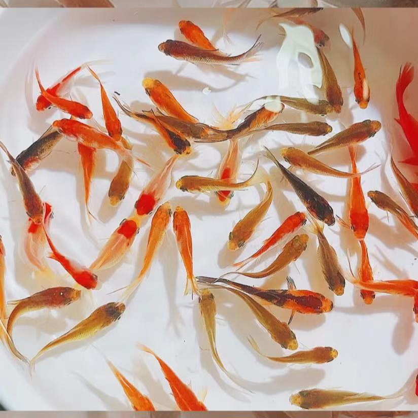 【75条2-4厘米草金鱼】火焰红金鱼渔场直发新手冷水鱼饲料鱼观赏鱼