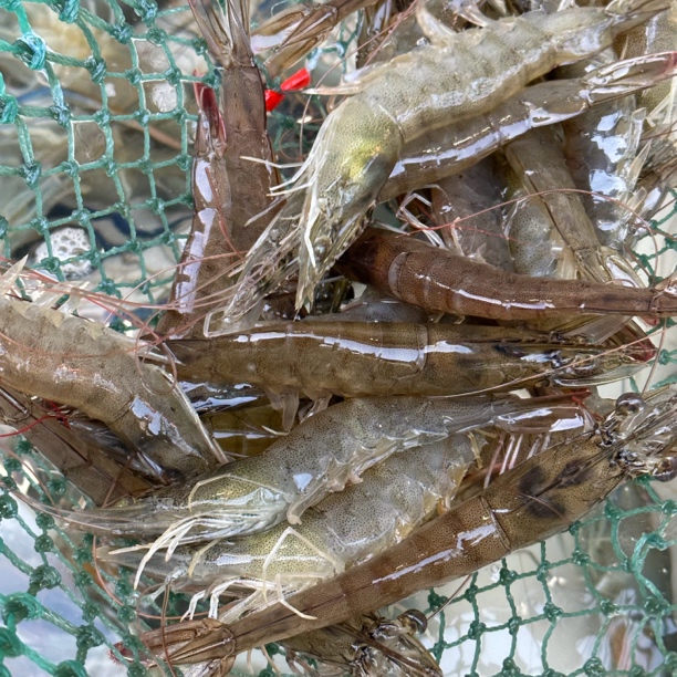 【运城一小时到家】鲜活青虾鲜美细嫩一斤装