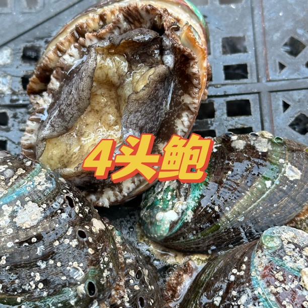 【运城一小时到家】鲜活大鲍鱼营养丰富4头鲍/只