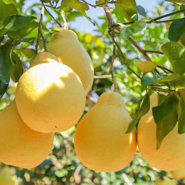 （外省拍它）容县沙田柚约50年树龄山顶老树果蛇皮袋装10斤