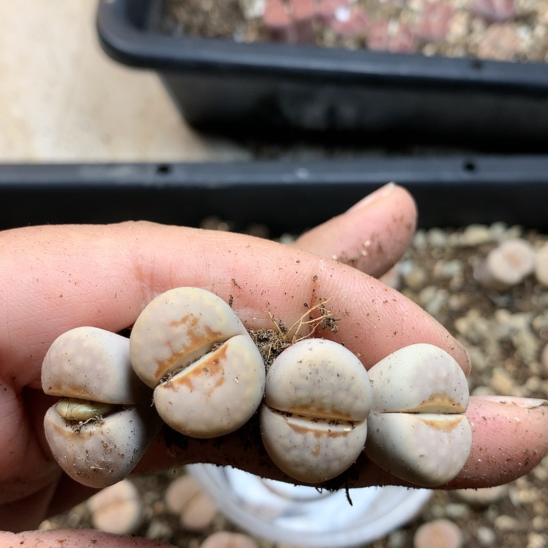 G287多肉植物保护研究所