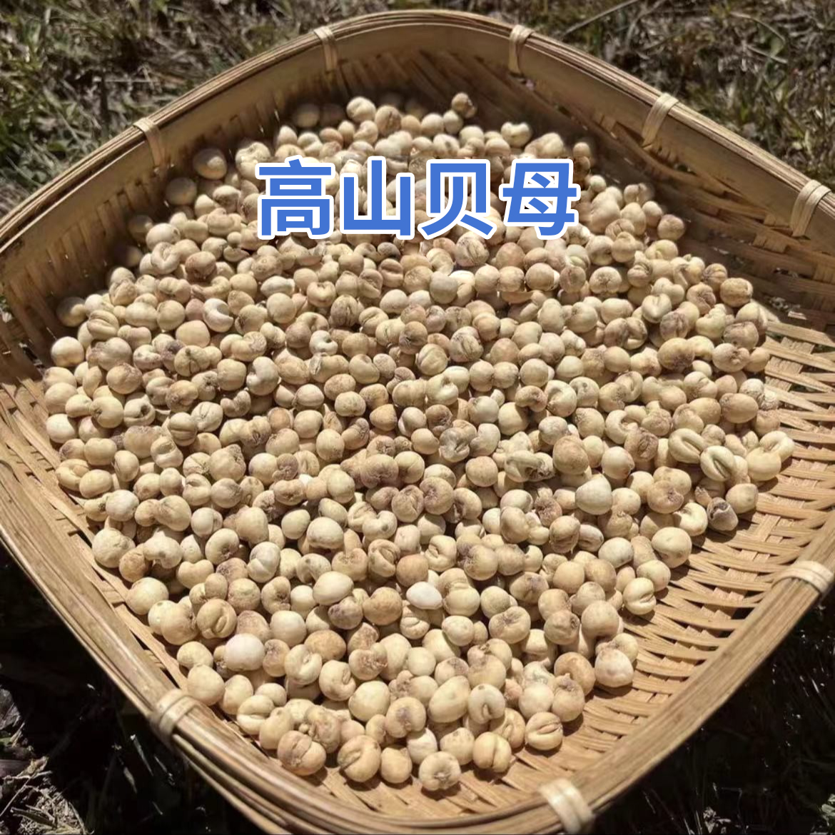 现收山货 四川姐妹现收 高山 贝母本色小粒搭百合煮水蒸雪梨炖汤