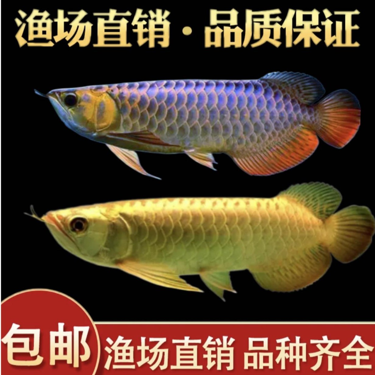 【渔场直销】金龙鱼苗 过背金龙鱼 高背金龙鱼宝石龙活体热带观赏鱼