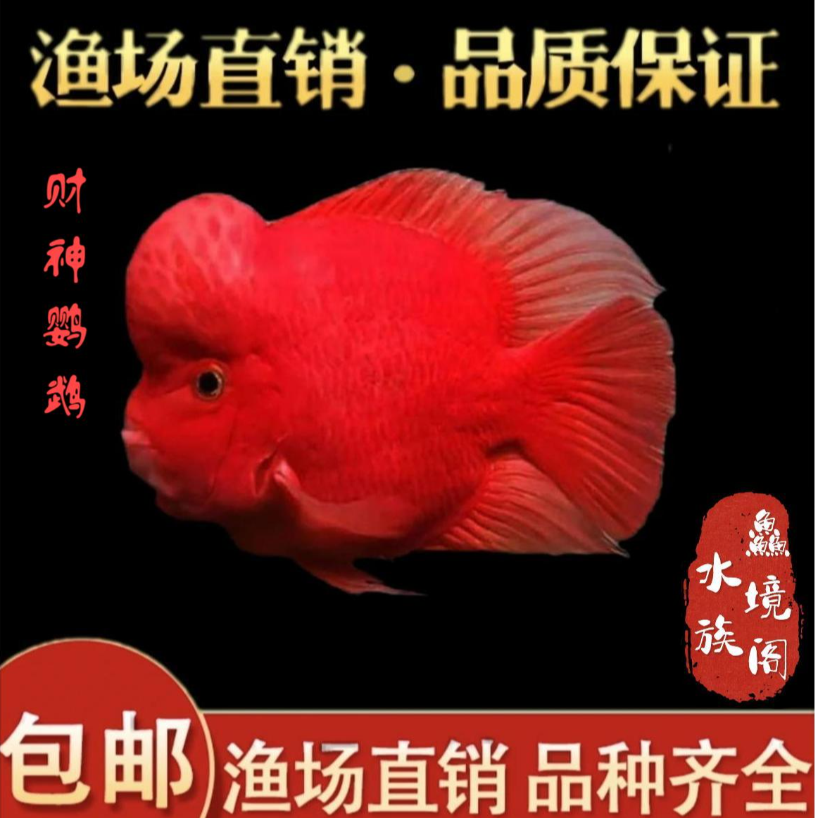 【渔场直销】精挑爆头财神鹦鹉鱼财神鱼爆头月牙嘴一字嘴财神鹦鹉鱼