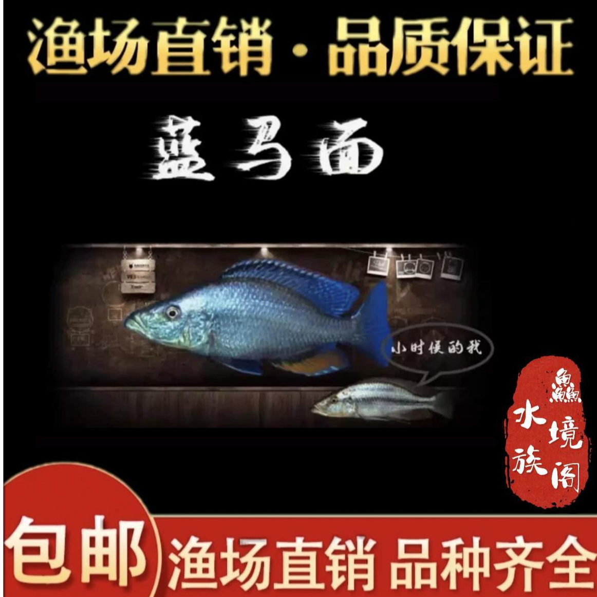 【渔场直销】三湖慈鲷坦鲷马鲷鲷鱼将军立蓝马面热带淡水鱼好养耐活