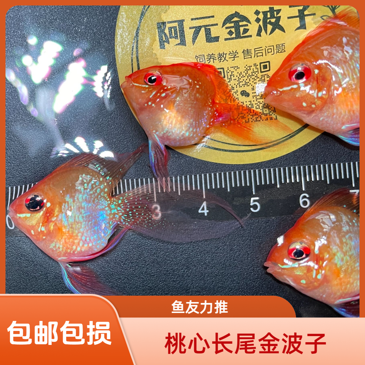 桃心长尾金波子蓝波子观赏鱼活体热带鱼淡水鱼小型鱼