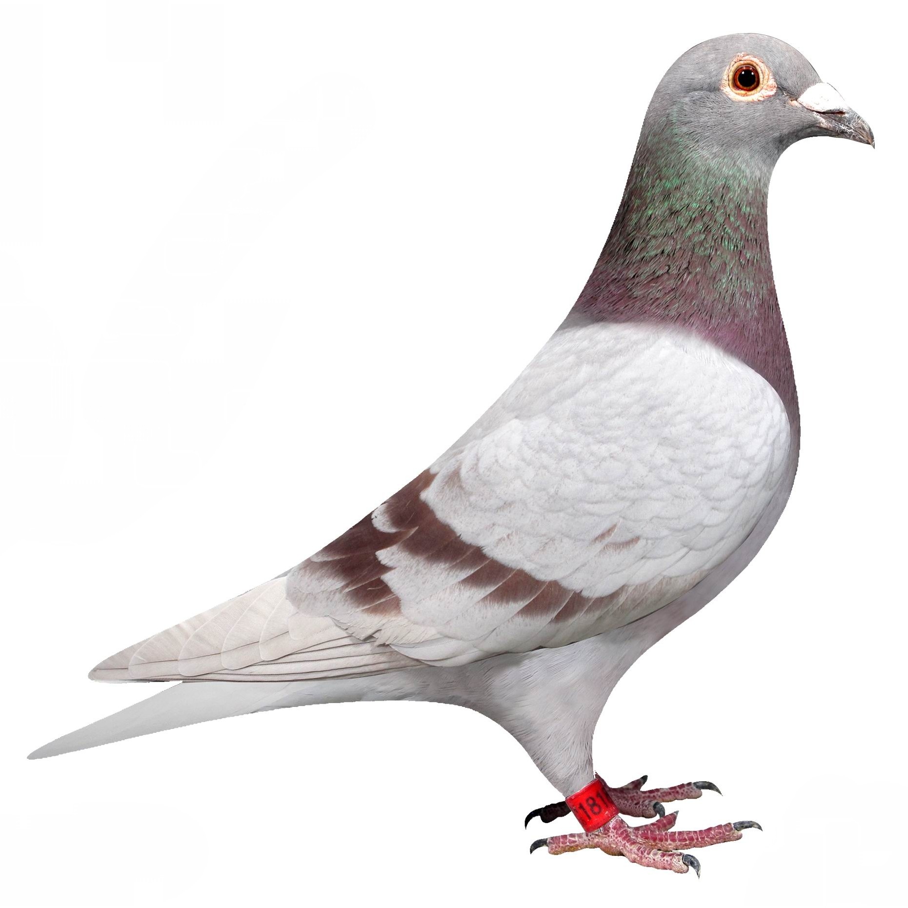 纯种信鸽  血统鸽 成绩鸽 直播专用链接