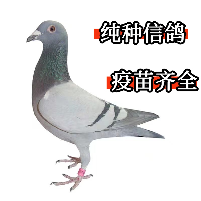 纯种信鸽，公棚成绩鸽赛鸽一对