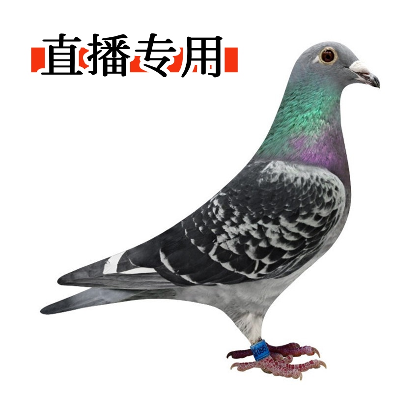 纯种信鸽   直播专用链接