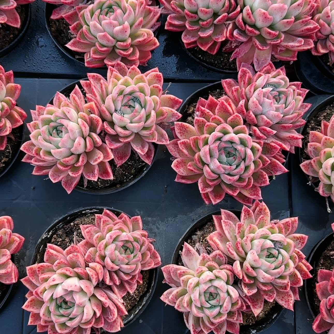 【闪购商品】冰与火12杯双头