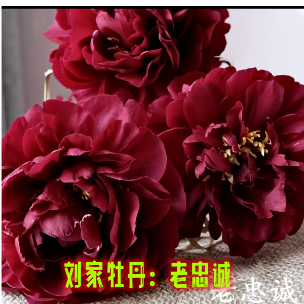 芍药花《老忠诚》千层重瓣对版对色盆栽绿植原盆原土基地直发