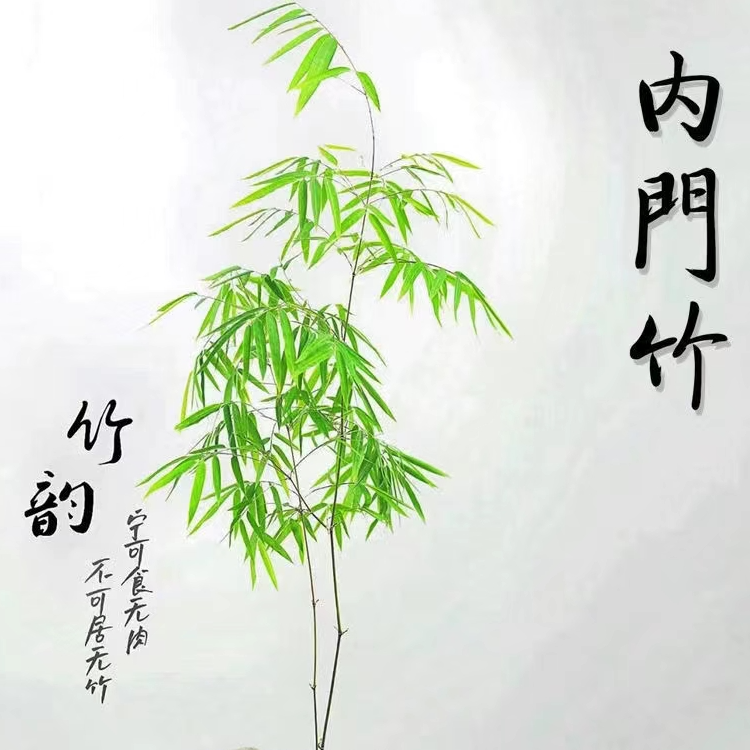 {自选价格}内门竹产自我国台湾省屏东县内门村故名