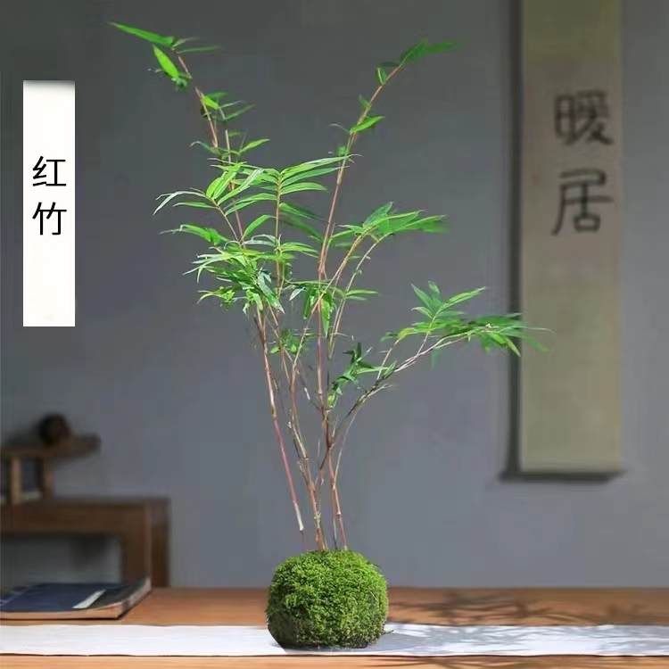 水培苔藓玉红观音四季常绿四季常绿花卉绿植好高端盆景好养易活