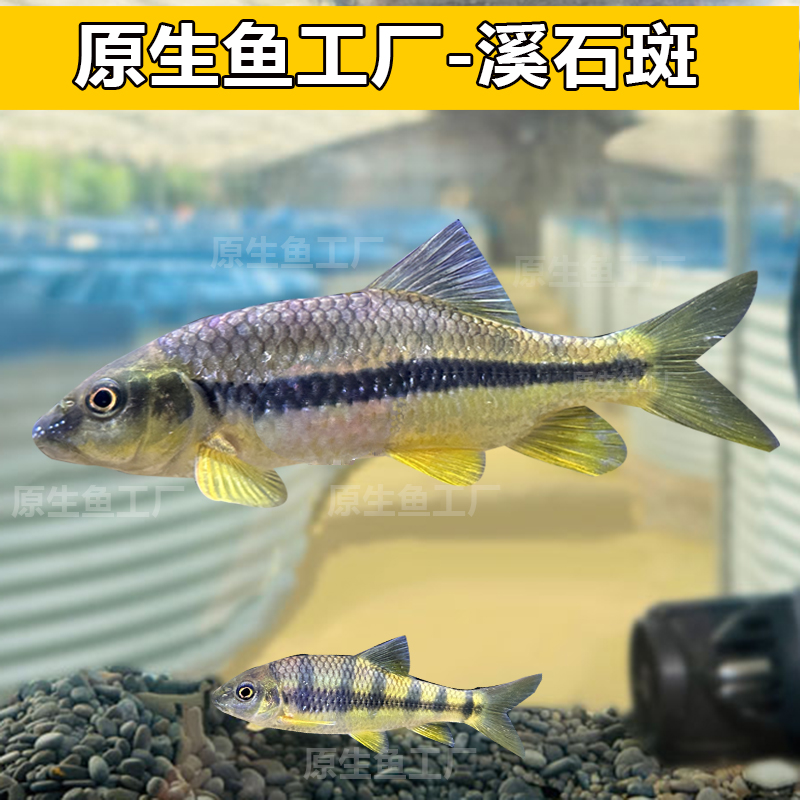 溪石斑原生光唇鱼溪流冷水观赏小鱼苗群游鱼好养耐活不需加温水族