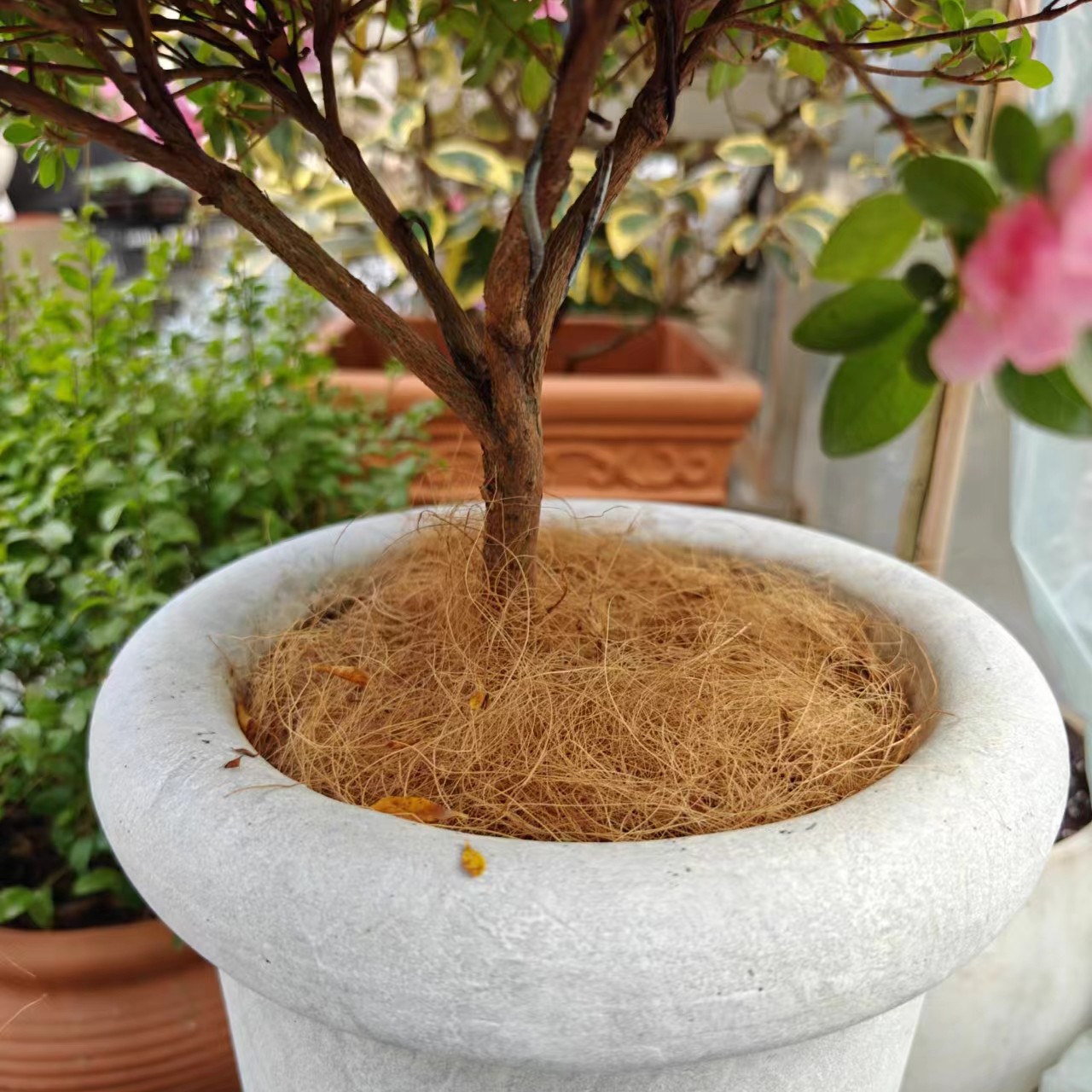 椰丝铺面进口椰棕丝铺面花盆铺面石草盆栽装饰盖面草园艺椰丝