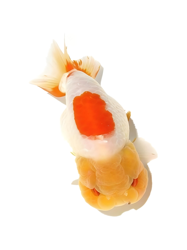 金鱼观赏鱼兰寿泰狮元宝狮鎏金猫狮丹顶红玛丽熊猫冷水鱼耐活金鱼