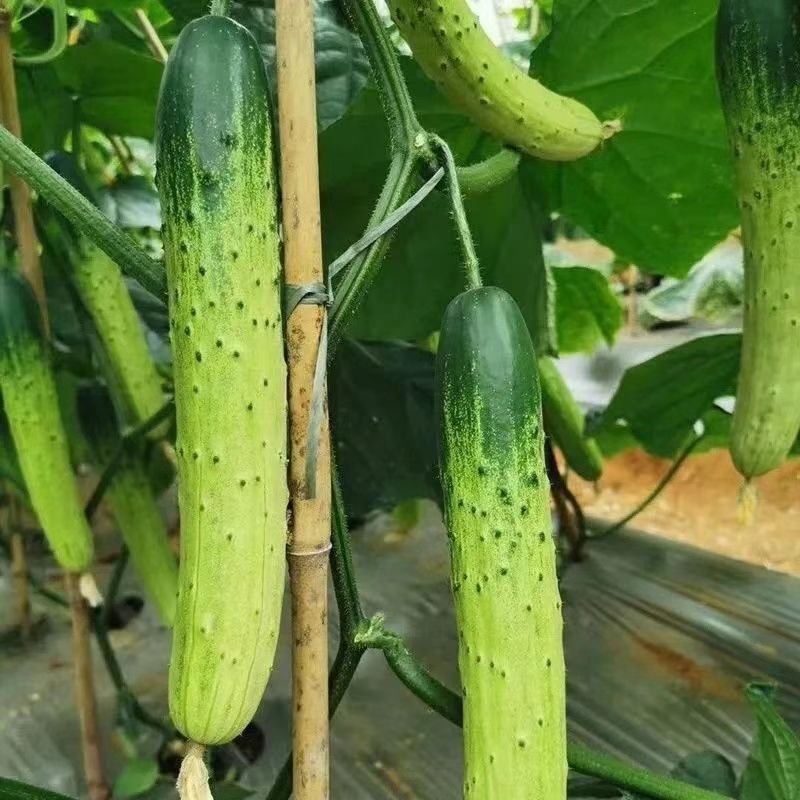 漳州当地新鲜旱黄瓜本地老品种黄瓜新鲜健康露天种值优质食材