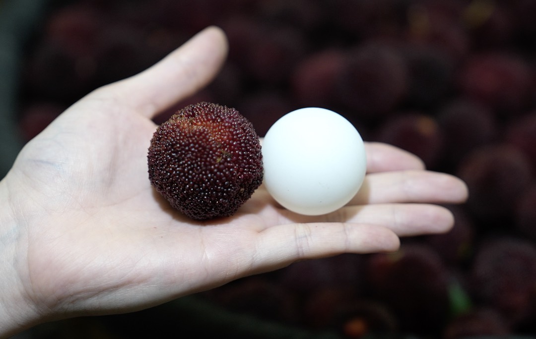 夏至仙果正宗仙居东魁杨梅新鲜采摘送礼佳品真空颗粒装坏果包赔