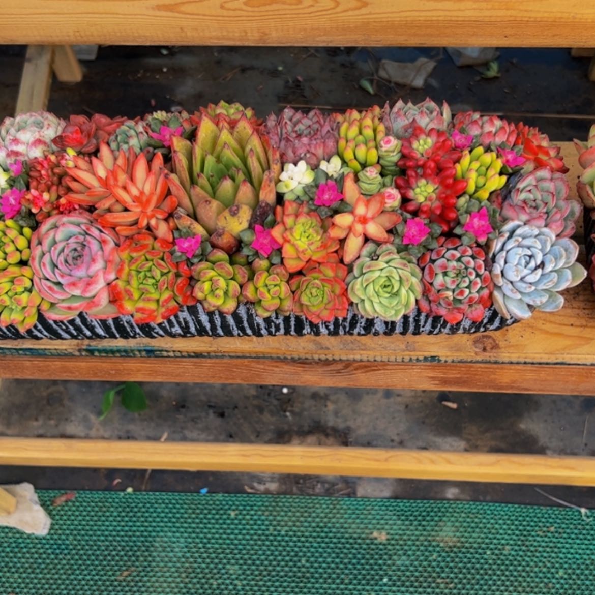 【闪购商品】大长条花园