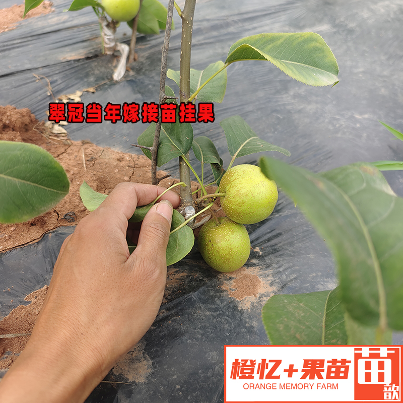 梨树苗：翠冠梨苗树苗丨盆栽地栽均可【早熟+水分足】