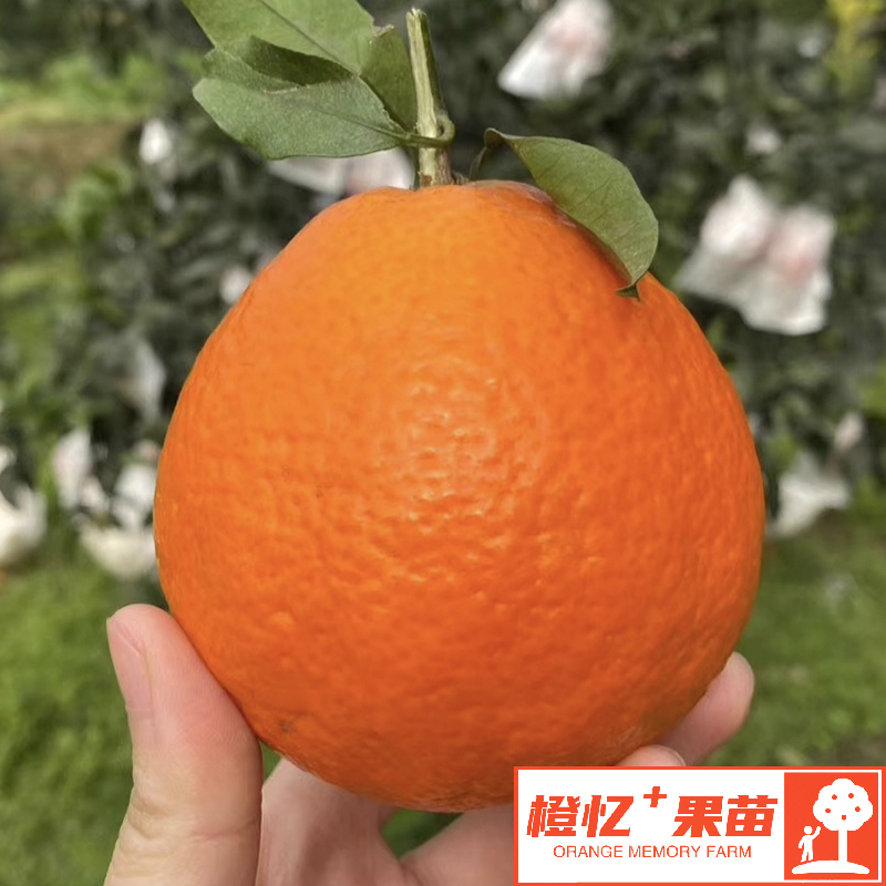 柑橘苗果树：红美人柑橘苗丨盆栽庭院均可栽种果苗【化渣+水分足】