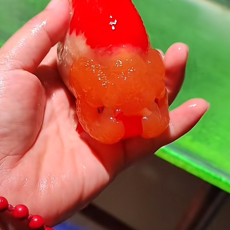 福利鱼 直播间为准