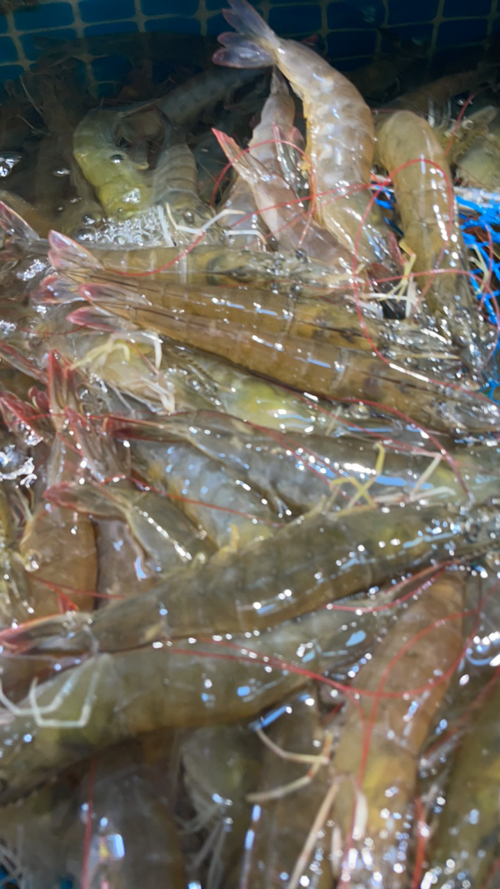 涛记大队虾1斤500g