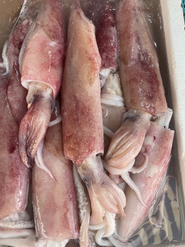 鲜忧鱼筒38元1斤/500g【默认处理】