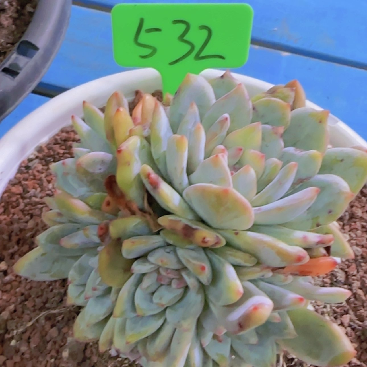 【闪购商品】是***～532