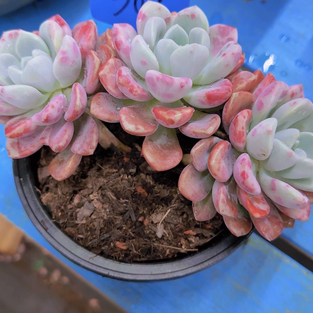 【闪购商品】乐**姐309-----