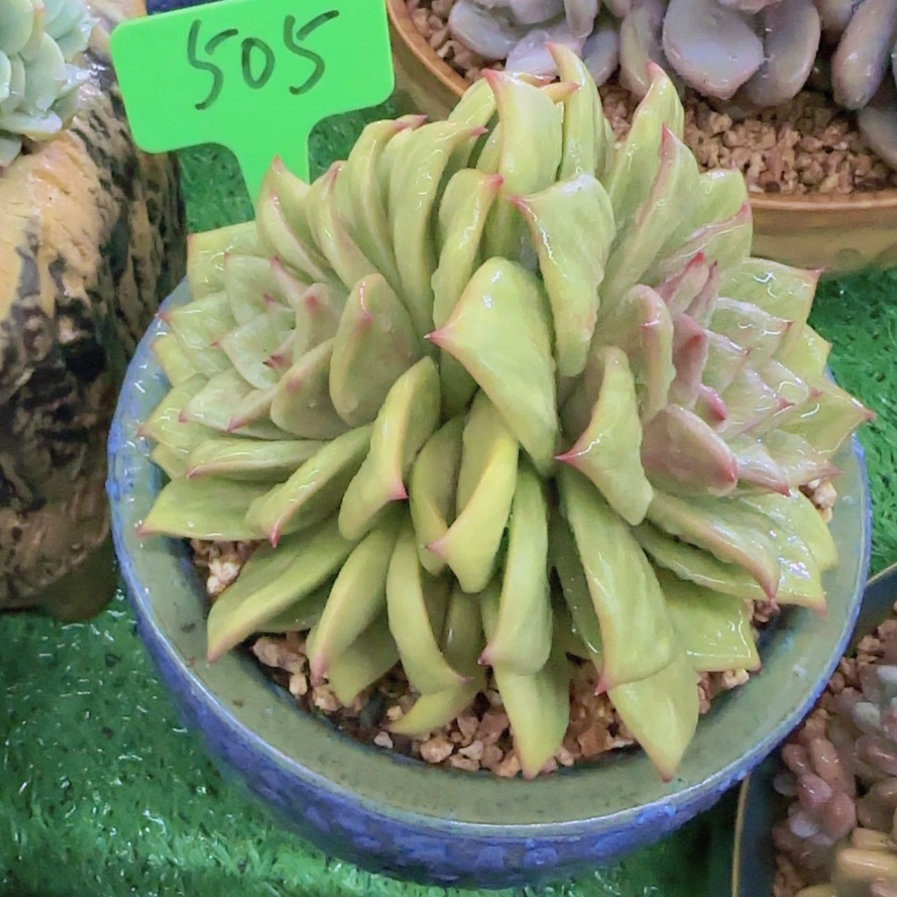 【闪购商品】我**家505