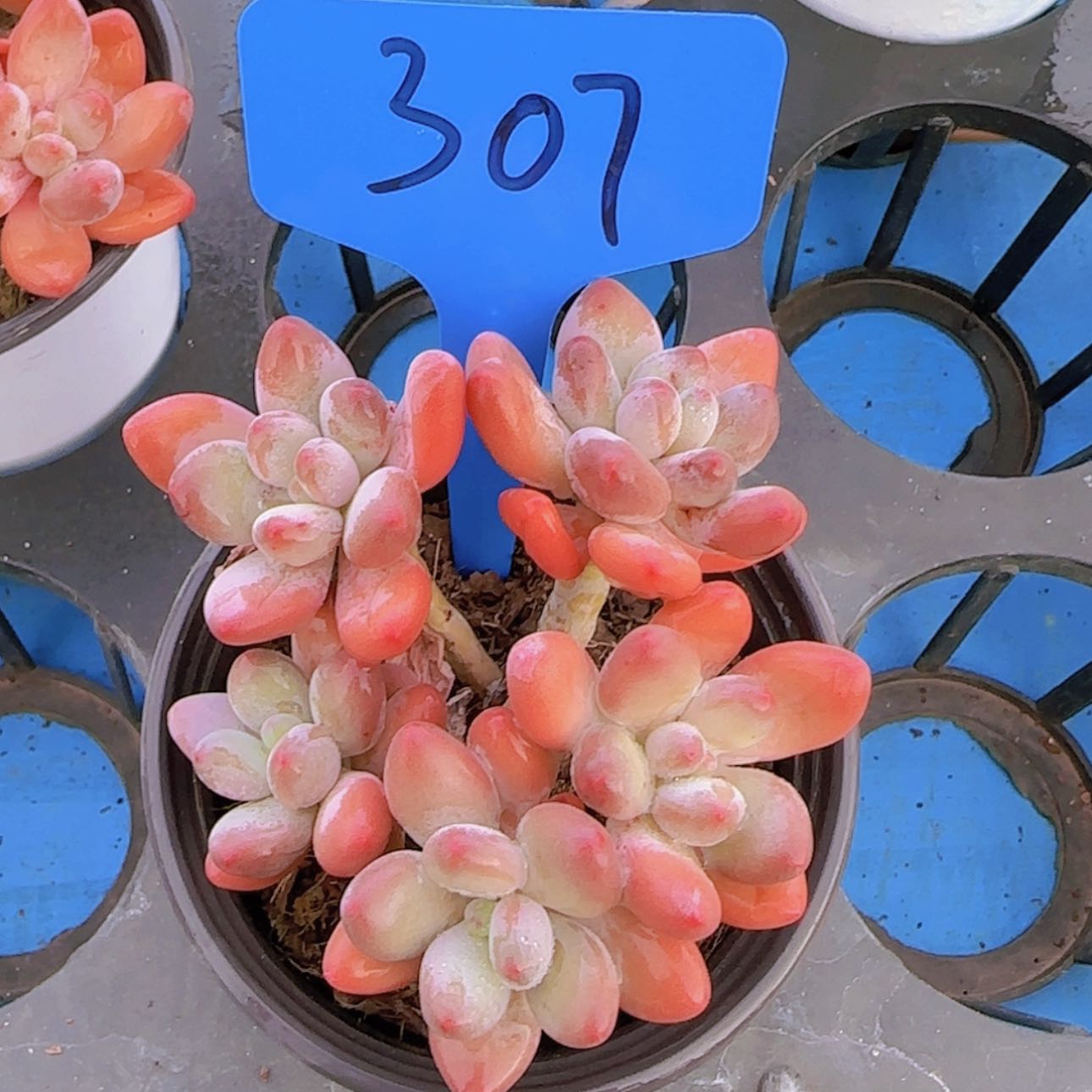 【闪购商品】乐**姐307