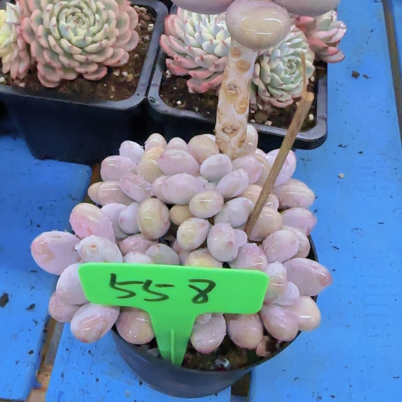 【闪购商品】多**库558