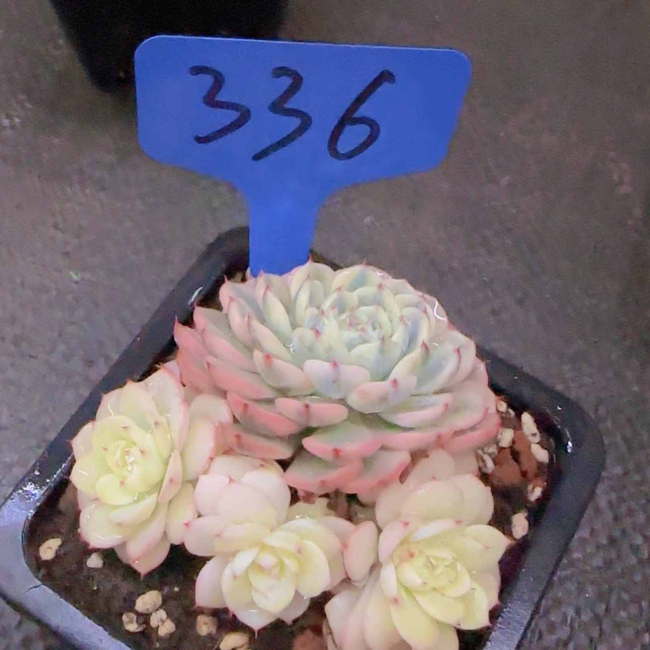 【闪购商品】二**姨336-----