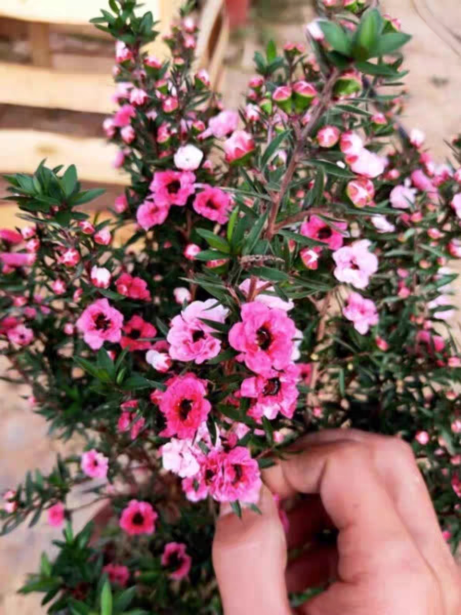 松红梅带花苞三色梅澳洲雪花梅室内花卉盆栽一树多色阳台四季观花