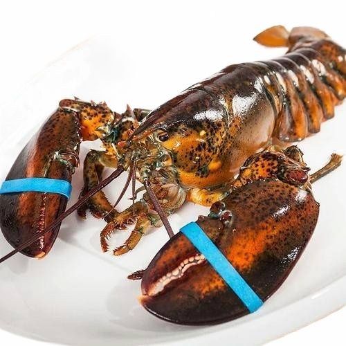 波士顿龙虾约600g