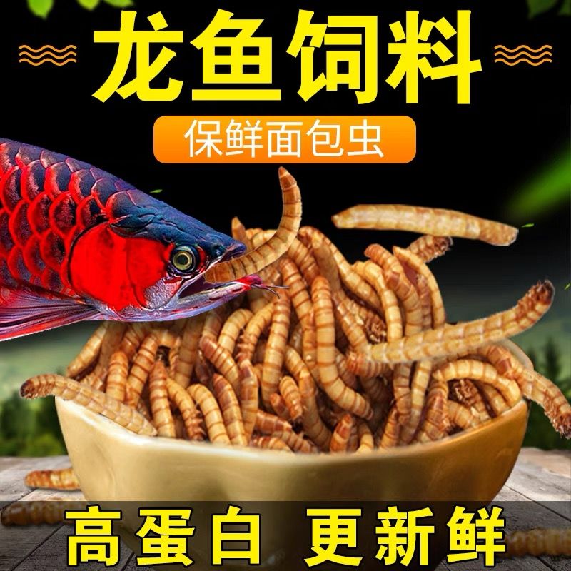大麦虫活体面包虫金龙鱼银龙鱼料鸟食乌龟粮食爬宠物饲料活体虫子