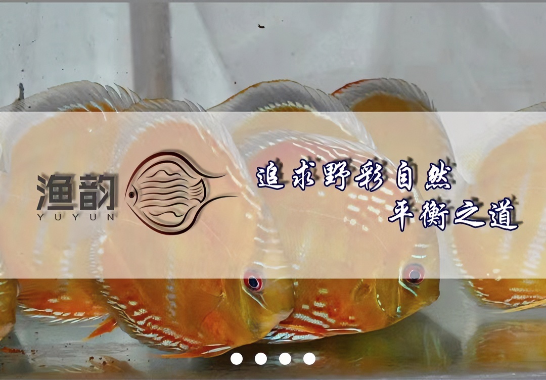 野生七彩神仙鱼-棕彩/黑格尔/绿彩