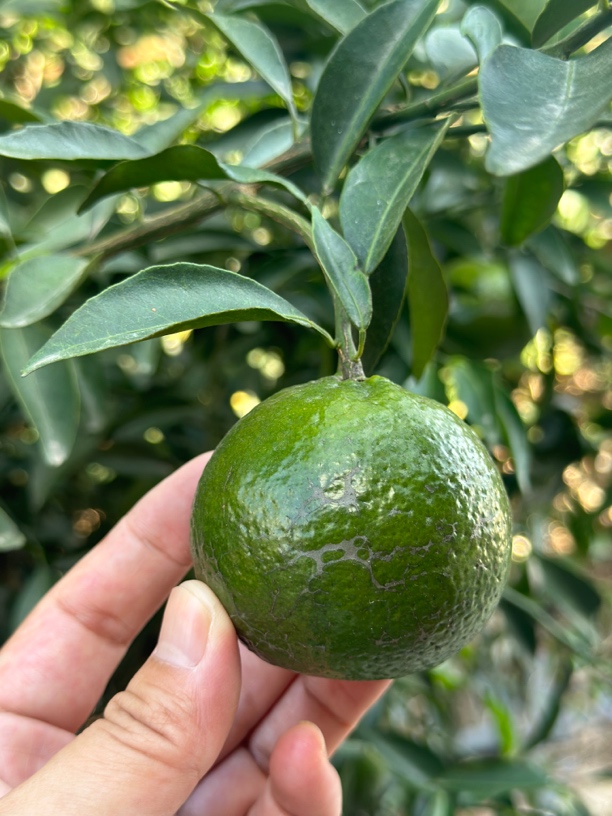 2025梅江塞口 天马 小冈 大青鲜果 驳枝 圈枝