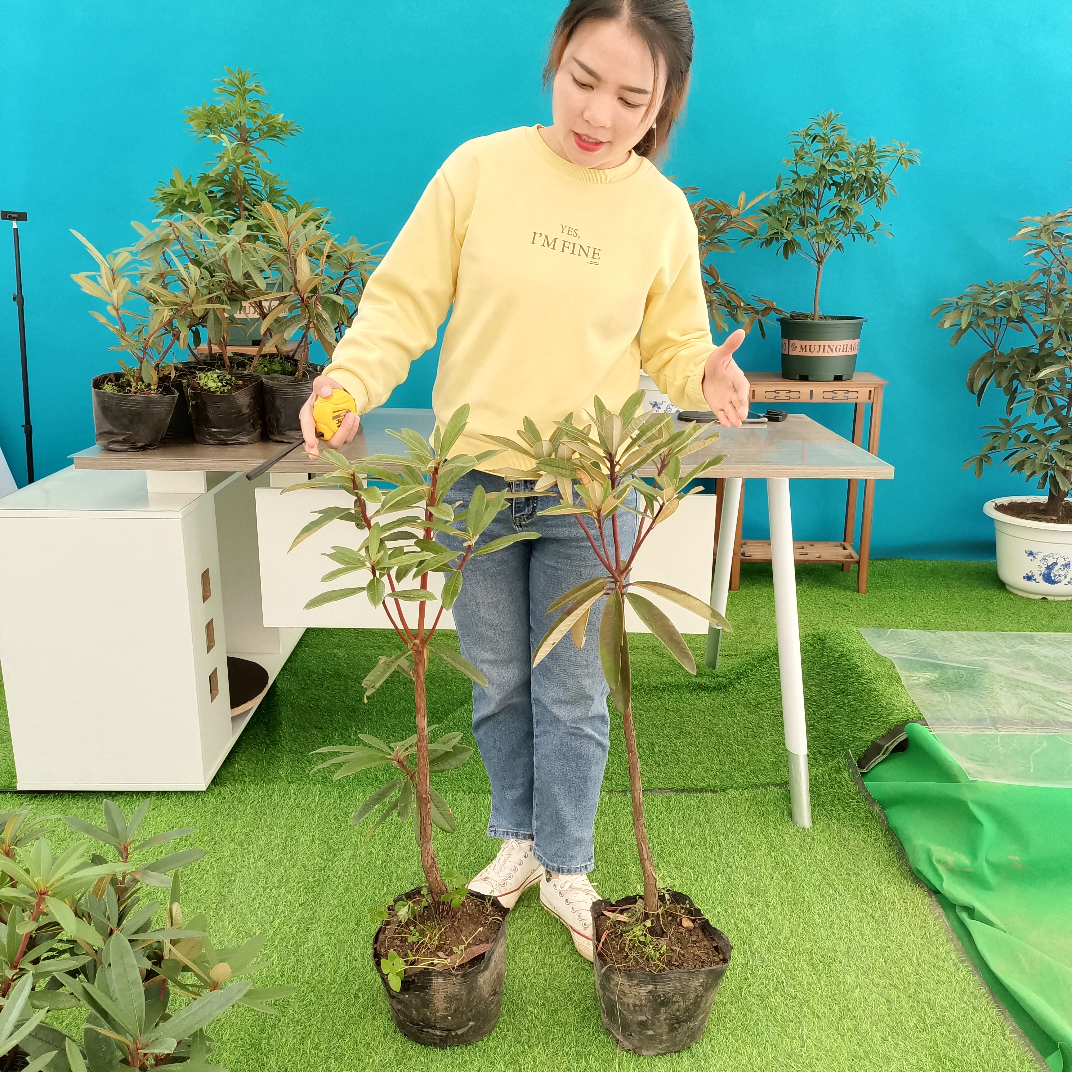 高山杜鹃马缨花籽播苗露天培育