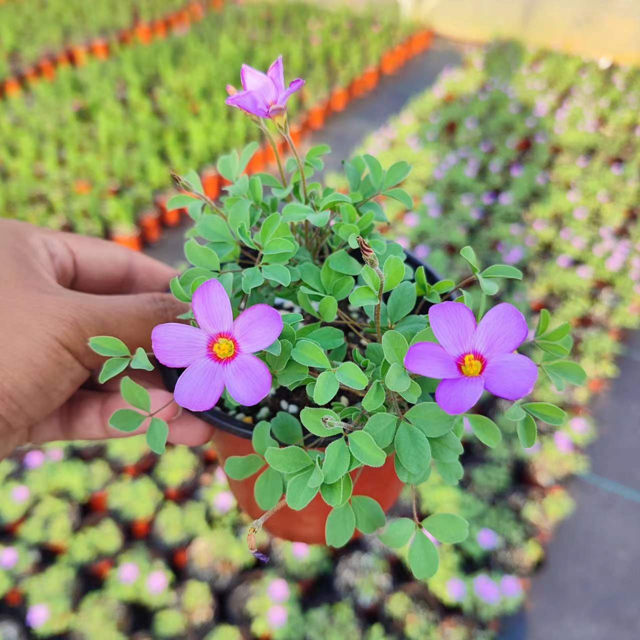 早花酢浆草盆栽  120规格盆对版发货